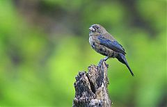 Blue-black Grassquit